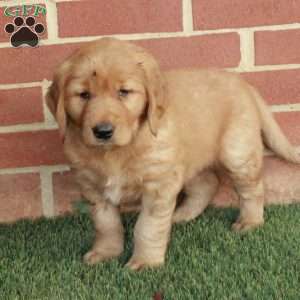 Buster, Golden Retriever Puppy