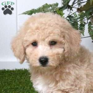 Buster, Bich-Poo Puppy