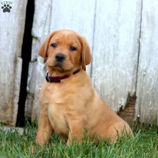 Buster, Fox Red Labrador Retriever Puppy