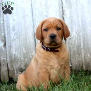 Buster, Fox Red Labrador Retriever Puppy