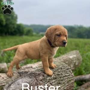 Buster, Fox Red Labrador Retriever Puppy