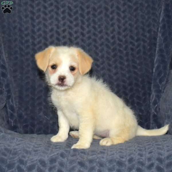 Buttercup, Jack Russell Mix Puppy
