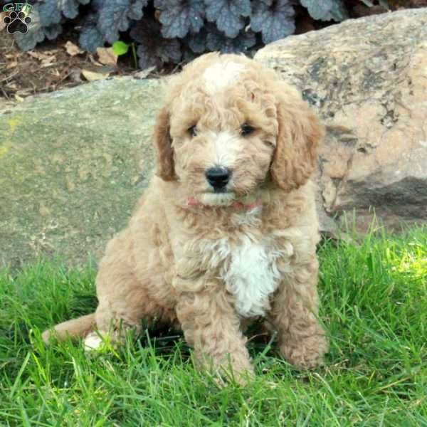 Buttercup, Mini Labradoodle Puppy