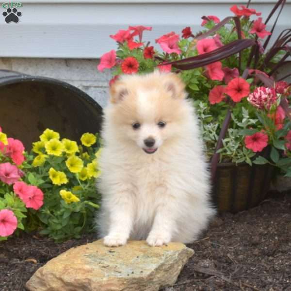 Buttercup, Pomeranian Puppy