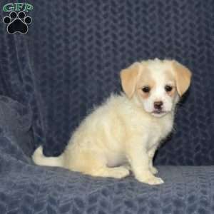 Buttercup, Jack Russell Mix Puppy