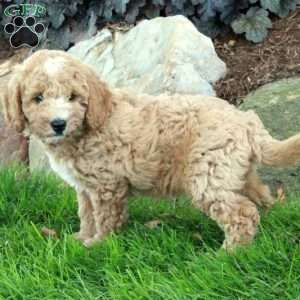 Buttercup, Mini Labradoodle Puppy