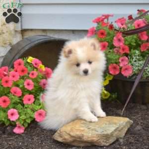 Buttercup, Pomeranian Puppy