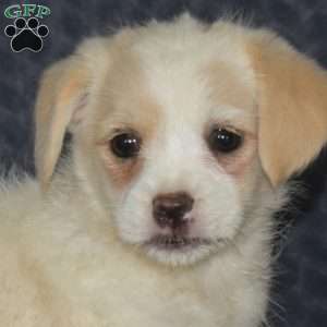 Buttercup, Jack Russell Mix Puppy