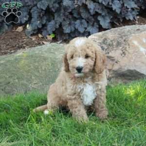 Buttercup, Mini Labradoodle Puppy