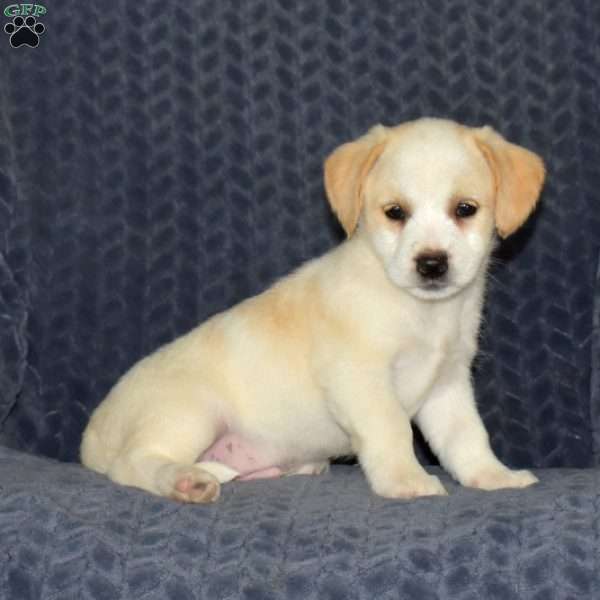 Butters, Jack Russell Mix Puppy