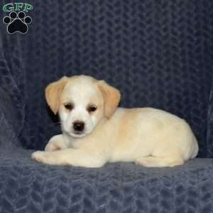Butters, Jack Russell Mix Puppy
