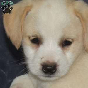 Butters, Jack Russell Mix Puppy