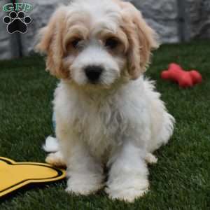 Bingo, Cavachon Puppy