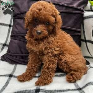 Poppy, Toy Poodle Puppy