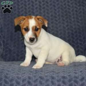 Cali, Jack Russell Terrier Puppy