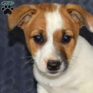 Cali, Jack Russell Terrier Puppy