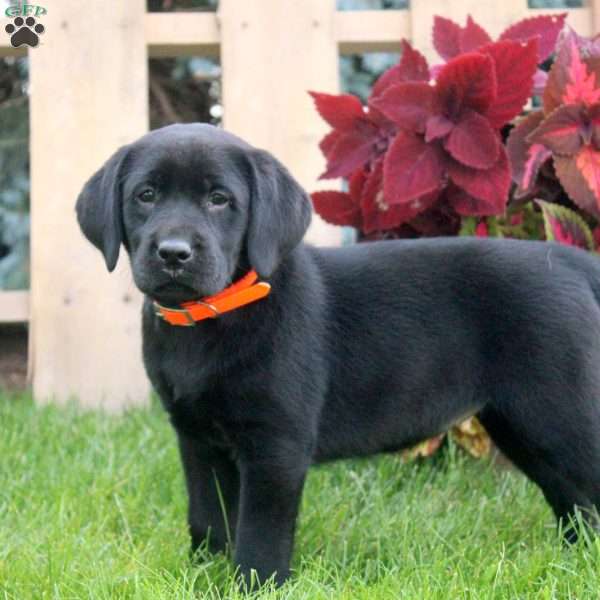 Callie, Black Labrador Retriever Puppy