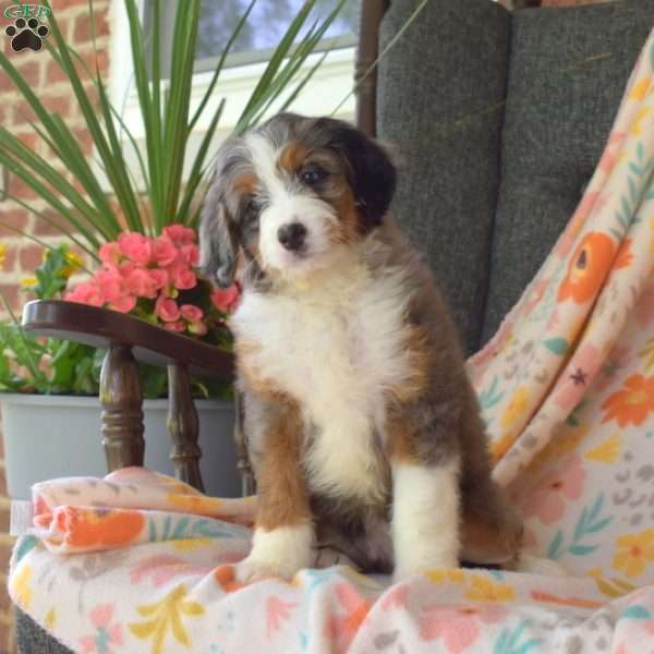 Callie, Mini Bernedoodle Puppy