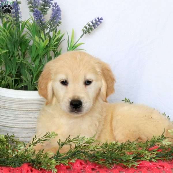 Callie, Golden Retriever Puppy