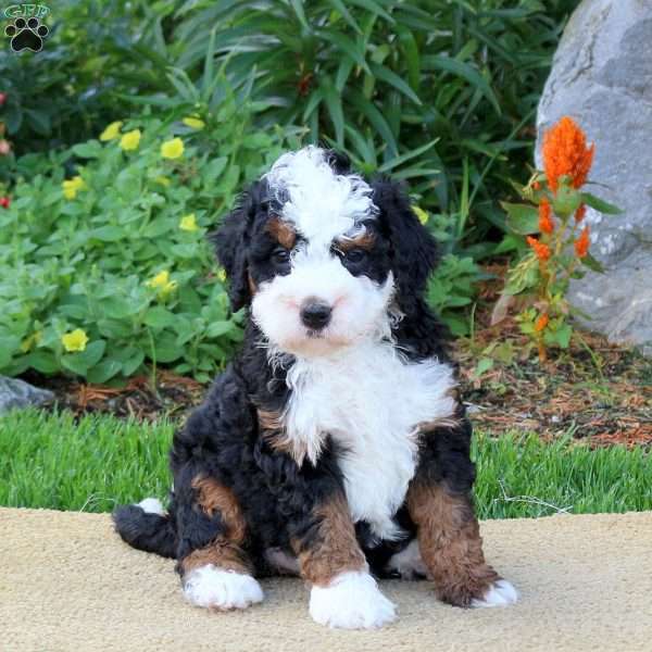 Callie, Mini Bernedoodle Puppy