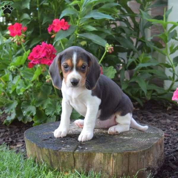 Callie, Beagle Puppy