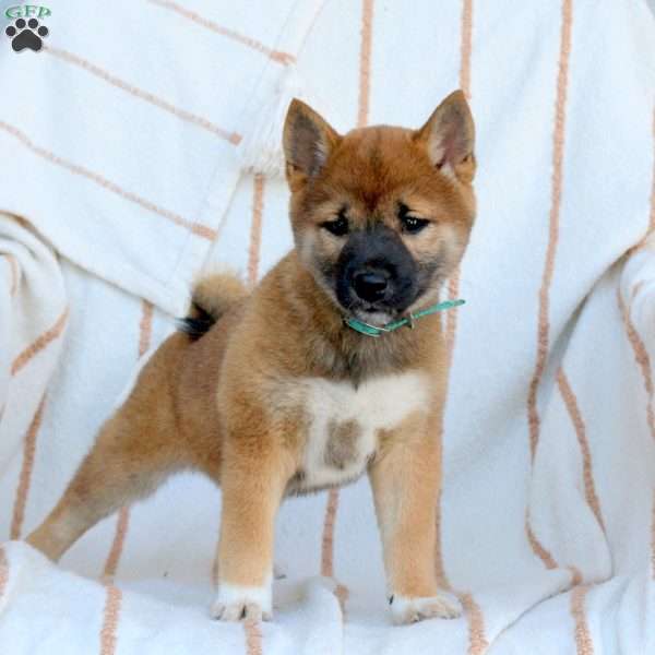 Callie, Shiba Inu Puppy