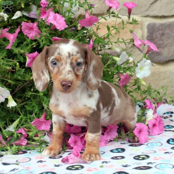 Callie, Dachshund Puppy