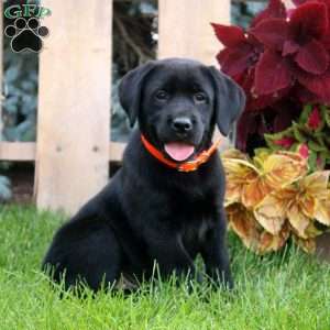 Callie, Black Labrador Retriever Puppy