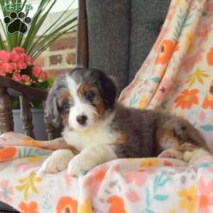 Callie, Mini Bernedoodle Puppy