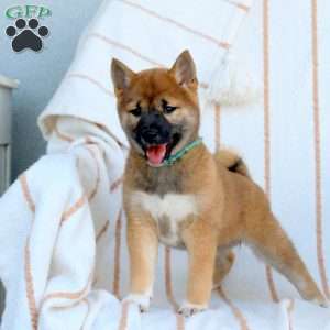 Callie, Shiba Inu Puppy