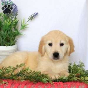 Callie, Golden Retriever Puppy