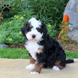 Callie, Mini Bernedoodle Puppy