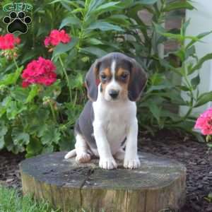 Callie, Beagle Puppy