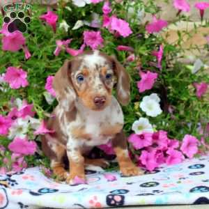 Callie, Dachshund Puppy