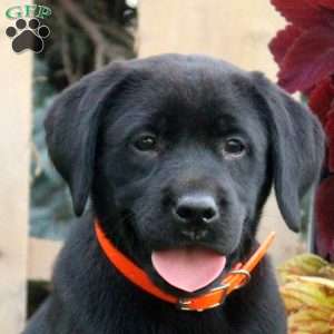 Callie, Black Labrador Retriever Puppy