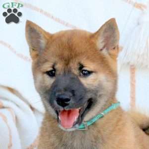 Callie, Shiba Inu Puppy