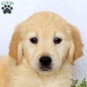 Callie, Golden Retriever Puppy