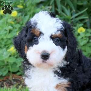 Callie, Mini Bernedoodle Puppy