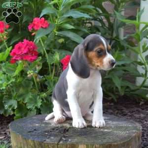 Callie, Beagle Puppy