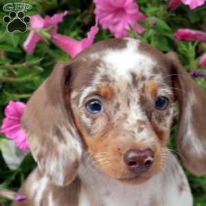 Callie, Dachshund Puppy