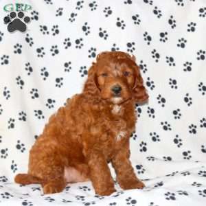 Callum, Irish Doodle Puppy