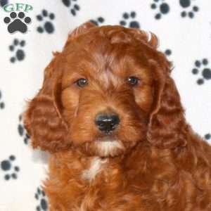 Callum, Irish Doodle Puppy