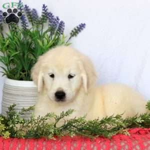 Calvin, Golden Retriever Puppy