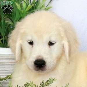 Calvin, Golden Retriever Puppy