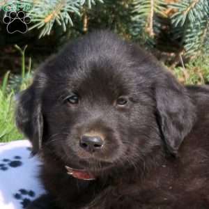 Calvin, Golden Retriever Mix Puppy