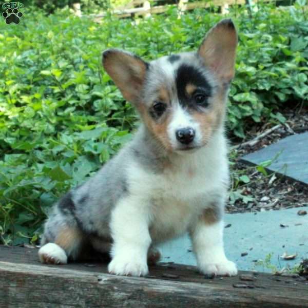 Cambria, Pembroke Welsh Corgi Puppy