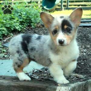 Cambria, Pembroke Welsh Corgi Puppy