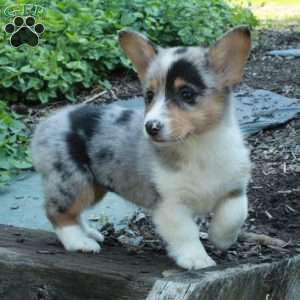 Cambria, Pembroke Welsh Corgi Puppy