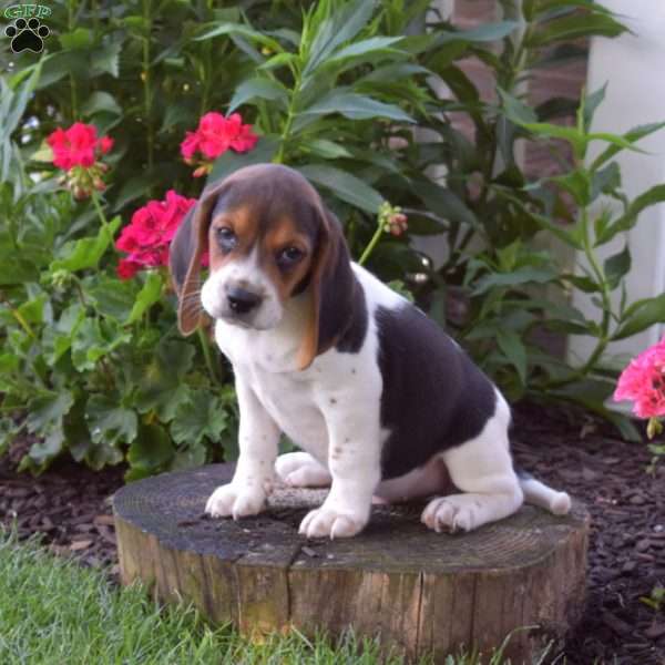 Camper, Beagle Puppy