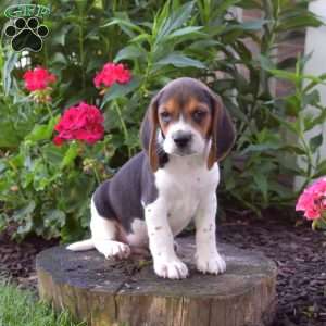 Camper, Beagle Puppy